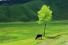鄭州到香格里拉旅游